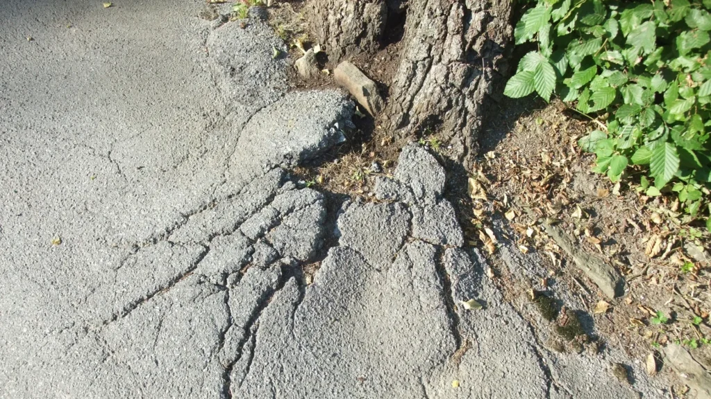 Tree roots can shift soil and damage foundations. Learn warning signs and ways to prevent costly structural repairs.